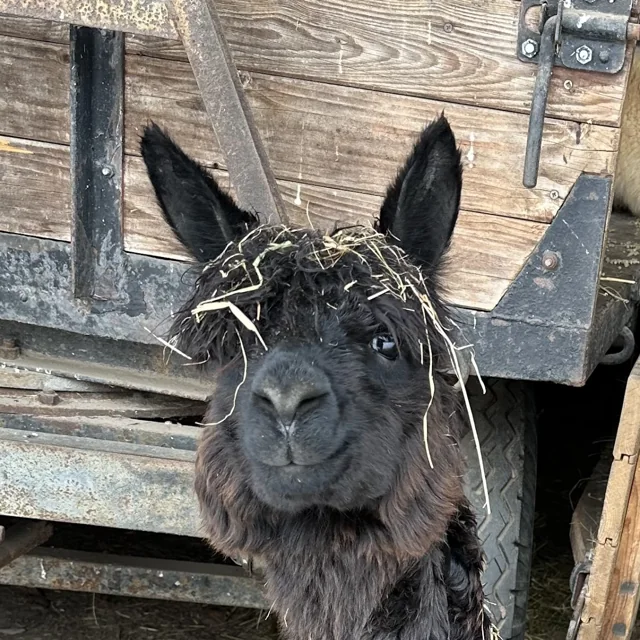 Apollo, True Black Suri