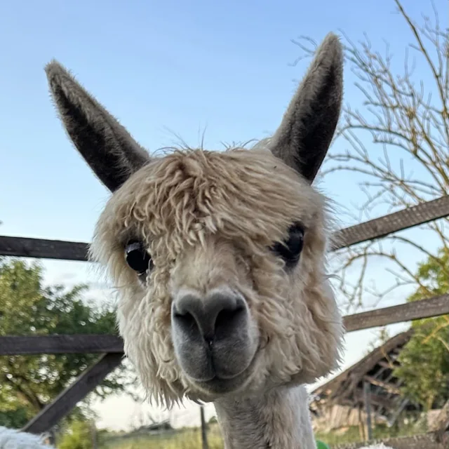 Buddy, junger Hengst in Light Fawn