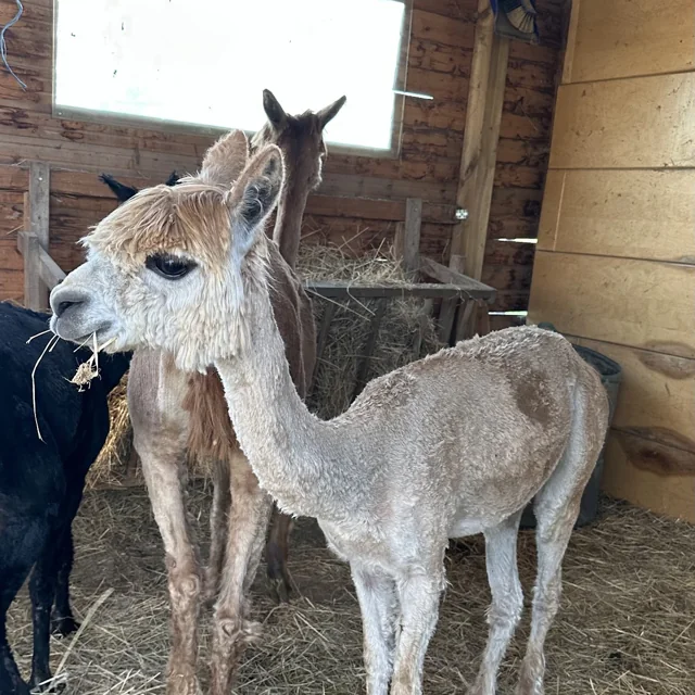 Coco, Medium Fawn Suri