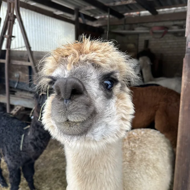 Domino, Light Fawn Huacaya