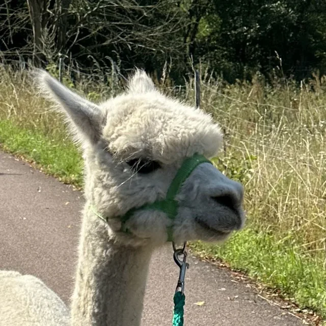 Jack, Weiß Huacaya
