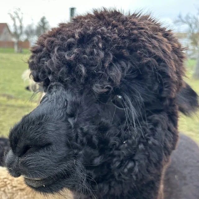 Jimmy, Alpaka in der Naturfarbe True Black