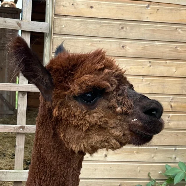 Luna, Medium Brown Huacaya