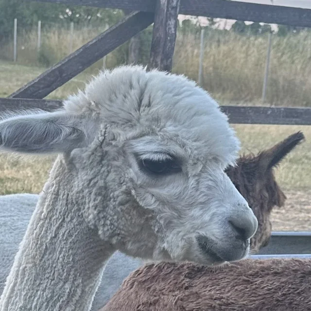 Nanu, Alpaka in der Naturfarbe Beige