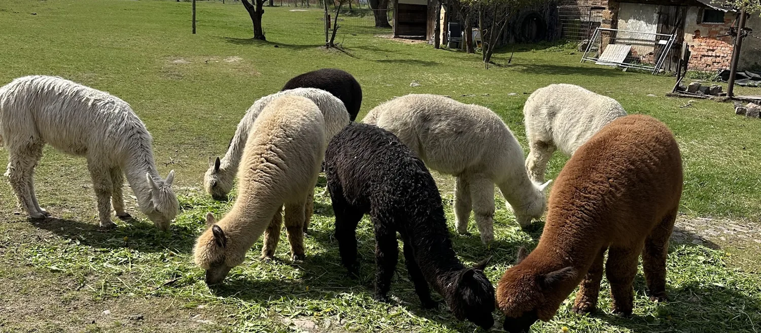 Alpakaherde in vielen Naturfarben auf der Weide