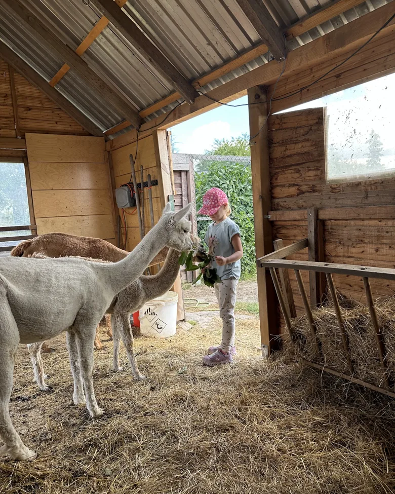 Kind füttert ein Alpaka mit frischem Grün im Stall