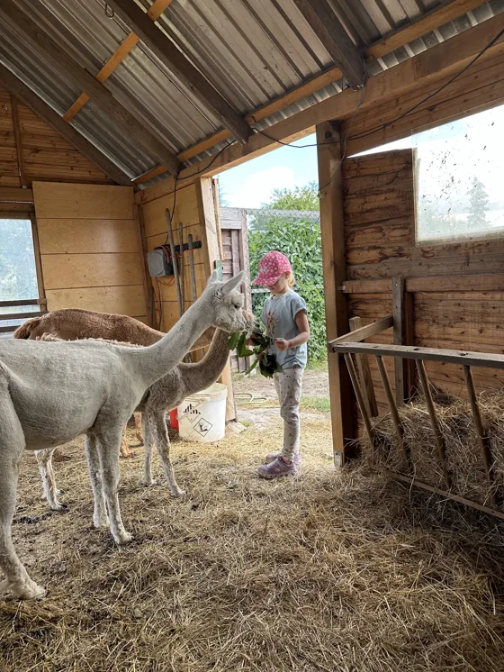 Kind füttert Alpakas im Stall