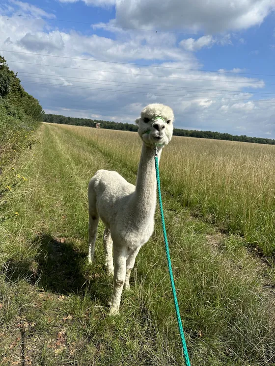 Weißes Alpaka an der Leine auf einem Feldweg