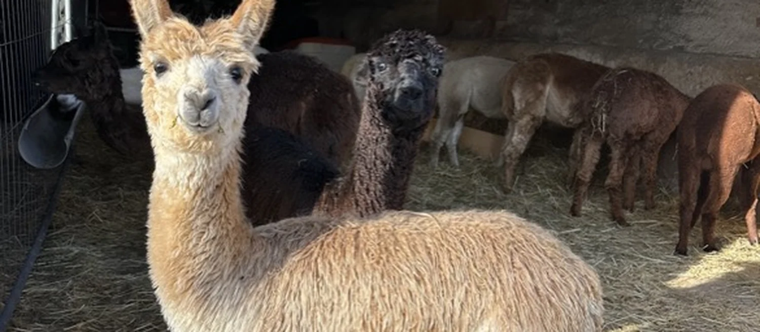 Junges Alpaka vor der Herde in vielen Naturfarben im Stall des Alpakahof Tornau