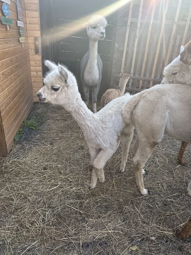 Weißes Alpaka mit Cria und braunem Alpaka unter einem Baum