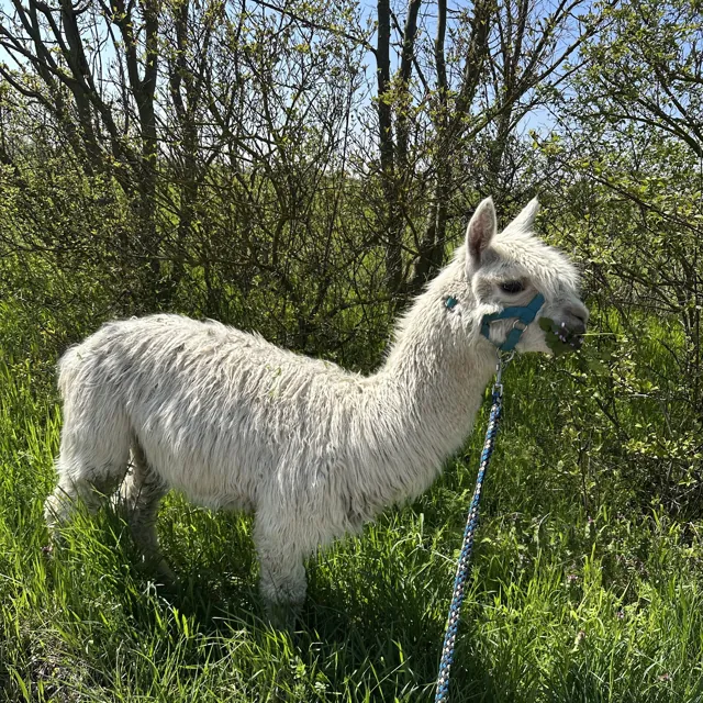Weißes Suri-Alpaka an der Leine im Frühling