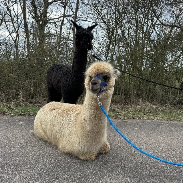 Zwei Alpakas an der Leine auf einer Herbststraße