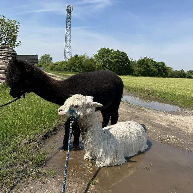 Schwarzes und weißes Alpaka an der Leine an einer Pfütze