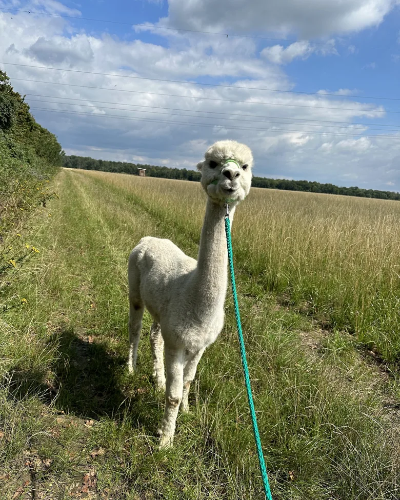 Weißes Alpaka an der grünen Leine auf einem Feldweg