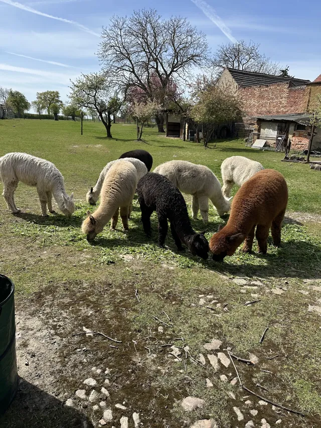 Alpakaherde in vielen Naturfarben auf der Weide