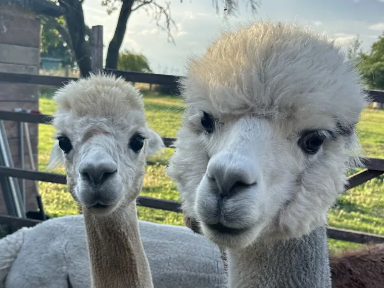 Zwei flauschige Huacaya-Alpakas im Porträt